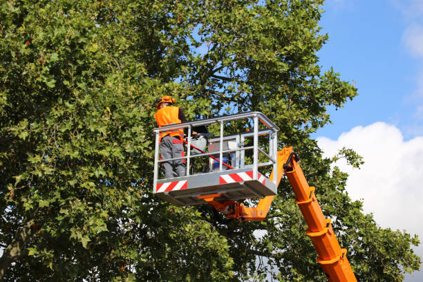 Best Tree Maintenance Programs  in Avon, MN